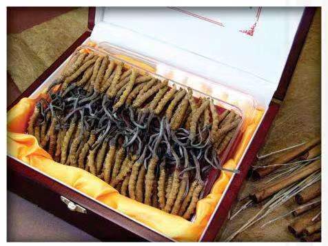 新密冬虫夏草回收